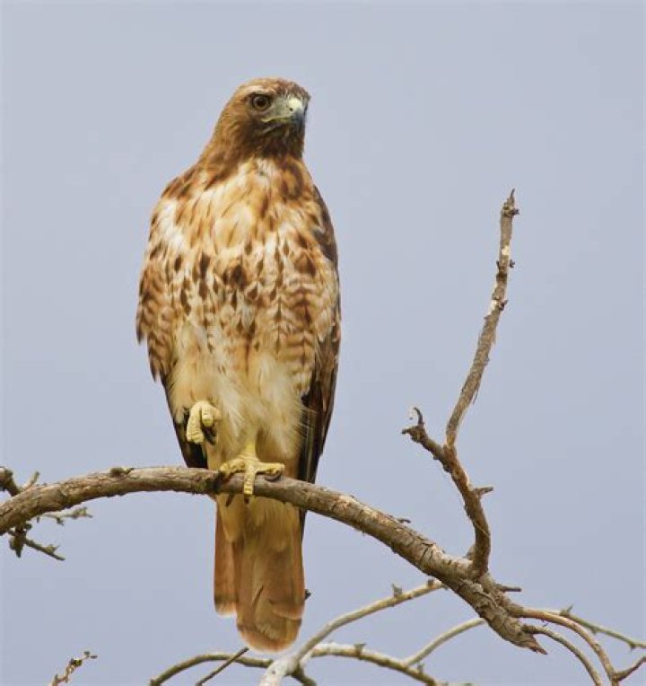 adult hawk