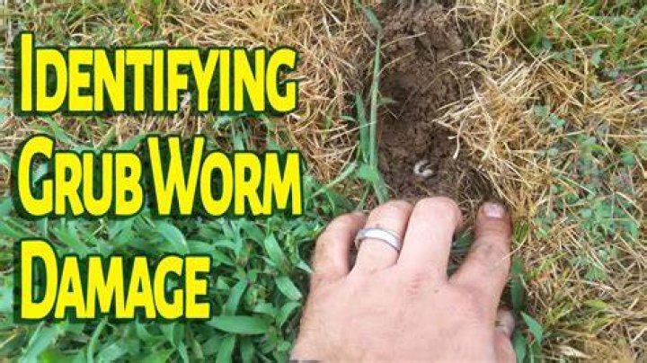 Do Grub Worms Bite - How To Discuss