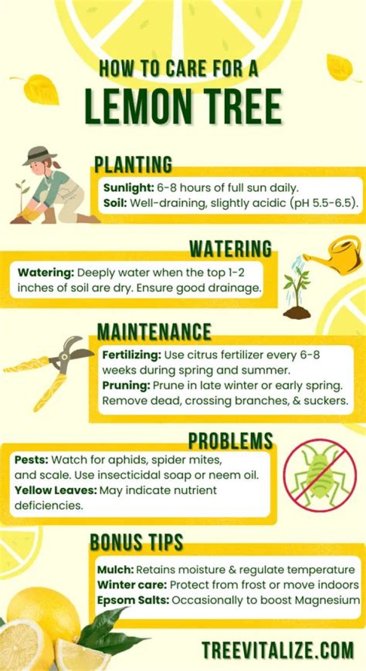 lemon tree care