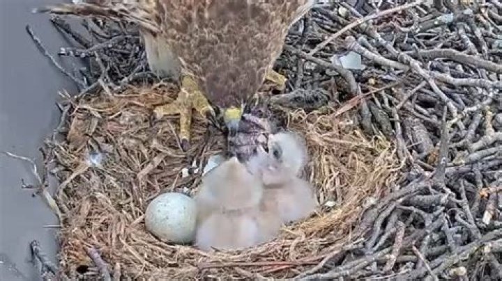 newly hatch baby hawk