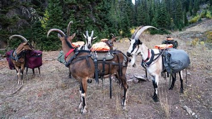 pack goats
