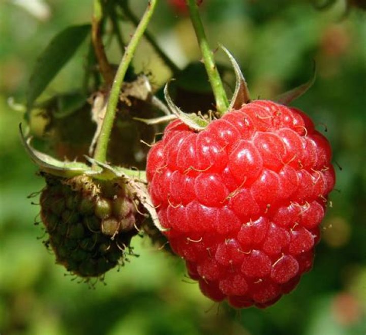 Raspberry fruit