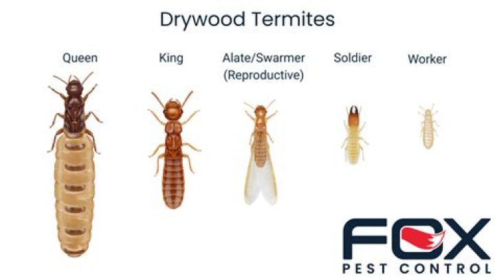 what are termites